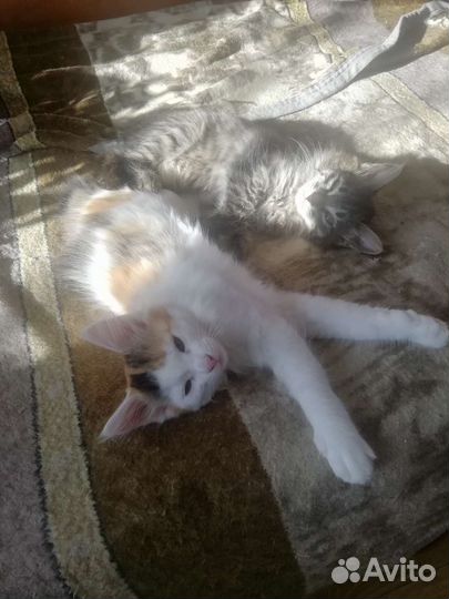 Котята в добрые руки