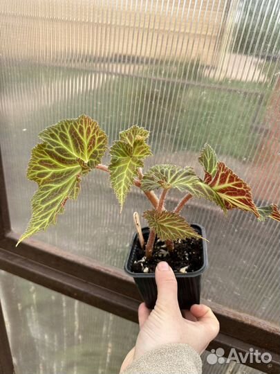 Кашпо петуний хоста колеус