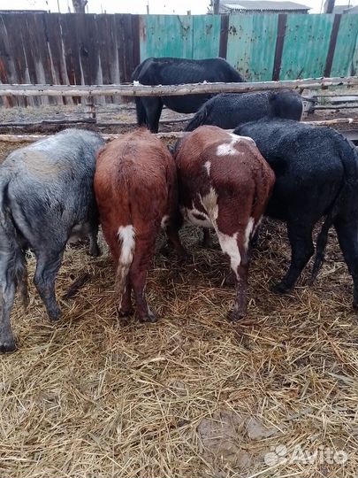 Продам телок на племя или на мясо