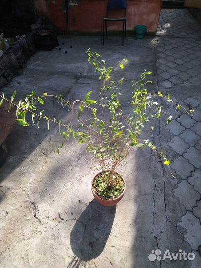 Куст гранат