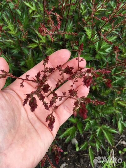 Астильба мини