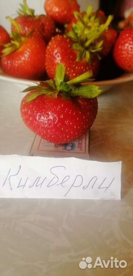 Рассада клубники
