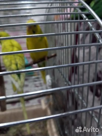 Волнистый попугай