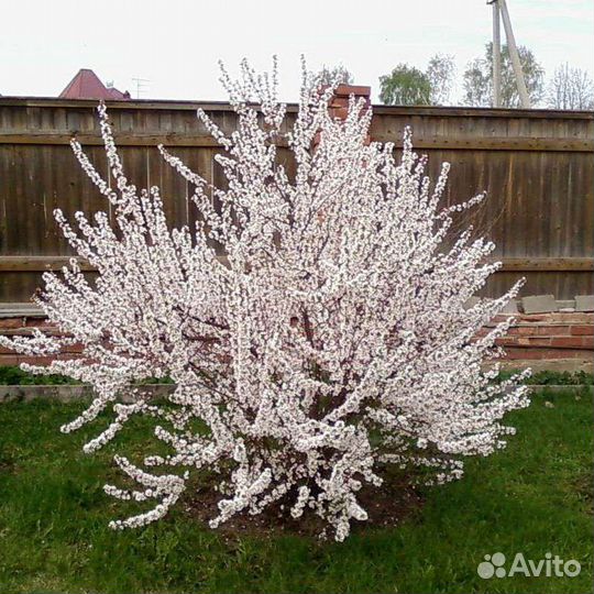 Саженцы Войлочной вишни