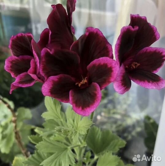 Королевская пеларгония