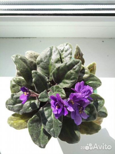 Комнатные цветы