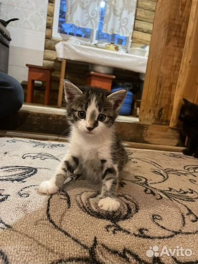 Отдам котенка в добрые руки