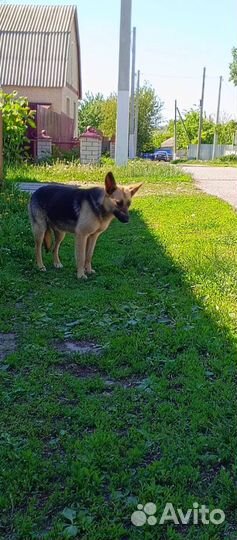 В добрые руки