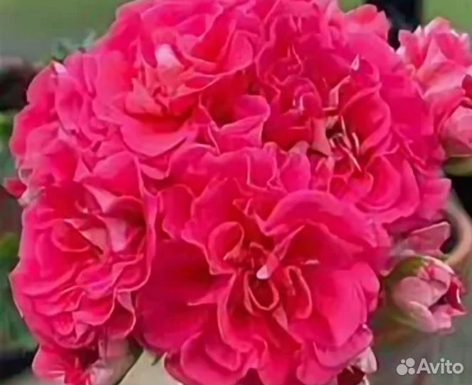 Пеларгония