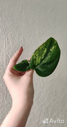 Сциндапсус Жаде сатин вариегатный