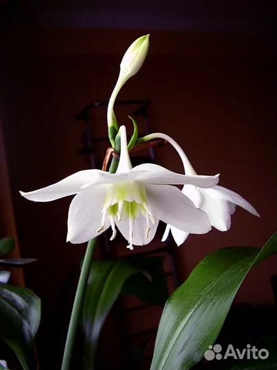 Аспидистра