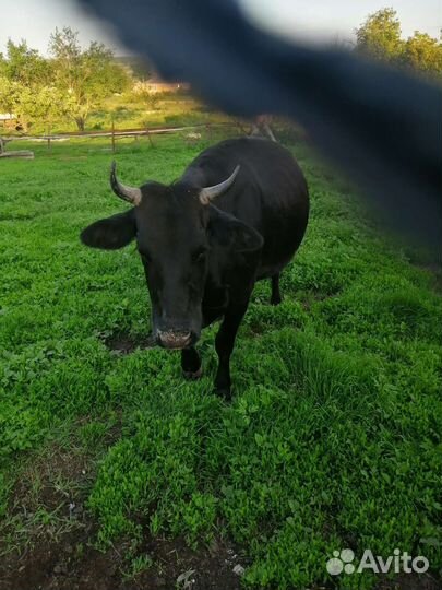 Корова дойная