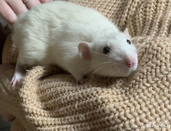 Крысы с клеткой