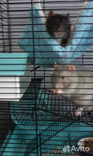 Гостиница для животных