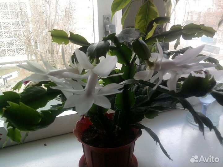 Шлюмбергера (декабрист) белый