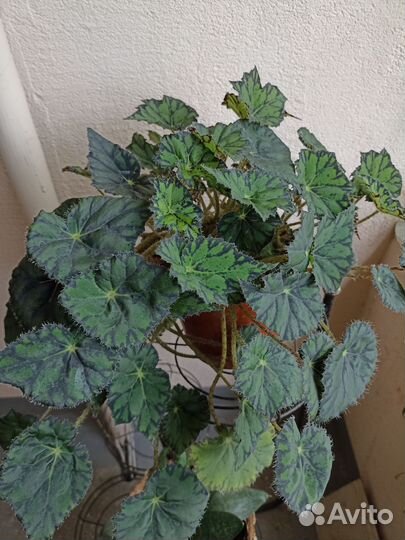 Бегония, молочай