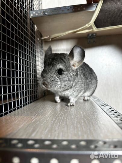 Витрина новая для шиншиллы
