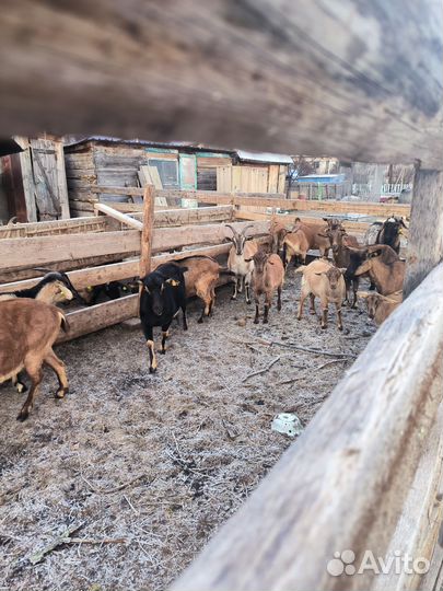 Нубийские козы