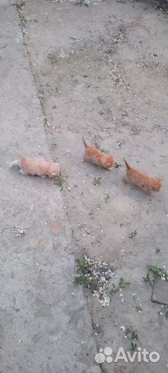 Отдам в добрые руки котят