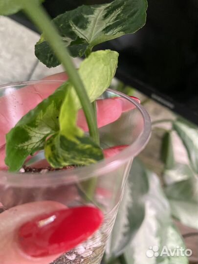 Сингониум scrambled eggs (яичница)