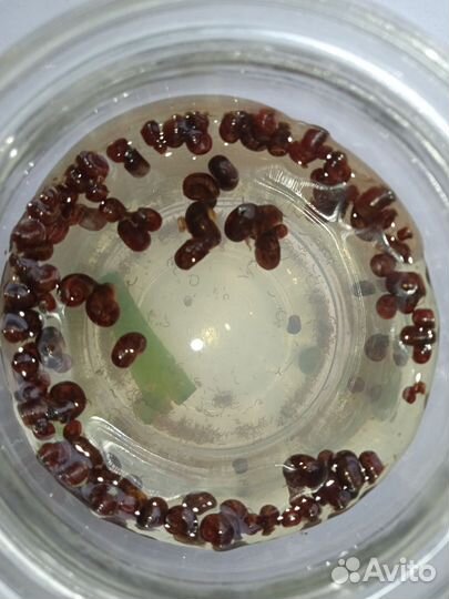 Улитки аквариумные