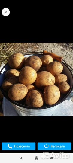 Семенной картофель