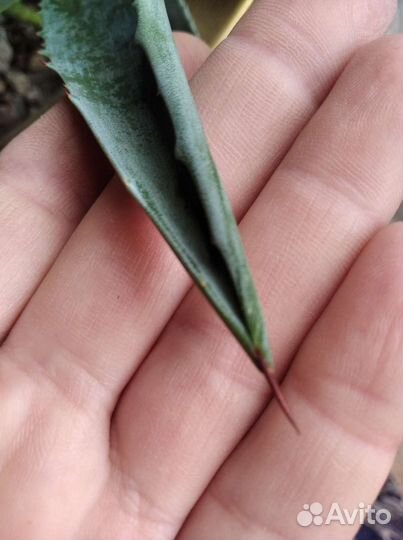 Агава и Алоэ