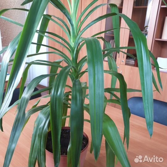 Цветы комнатные