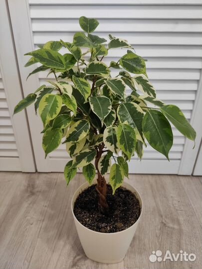 Фикус бенджамина Голден Кинг и Даниэль