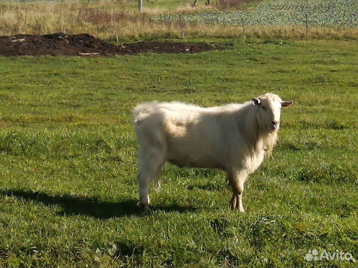 Козел зааненский