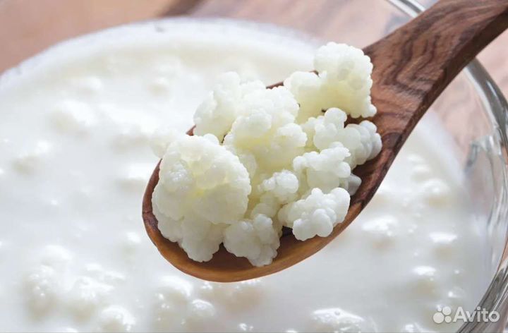 Молочный гриб