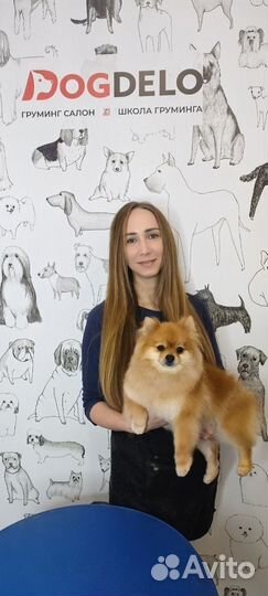 Груминг собак на дому