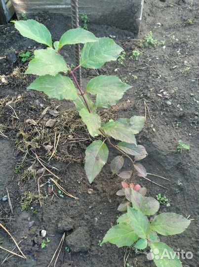 Гортензия саженцы