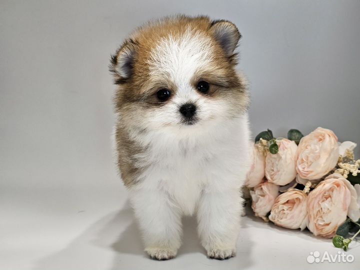 Шпицедетки