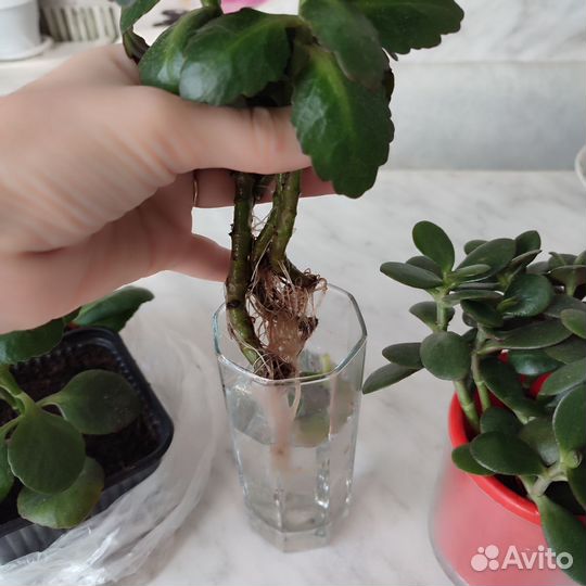 Каланхоэ, денежное дерево