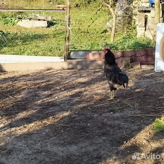 Молодые петухи