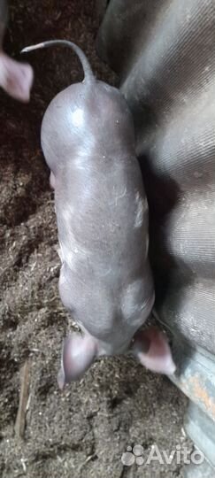 Поросята породы пьетрен и дюрок