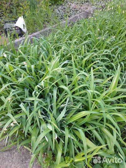 Лилия желтая