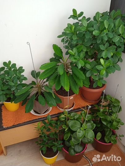 Продам цветы комнатные