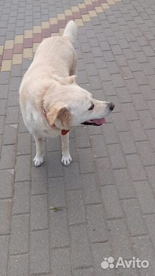 Собака в добрые руки