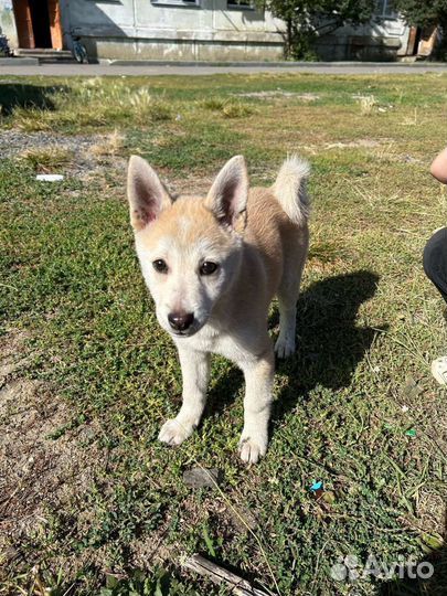 Щенок лайки