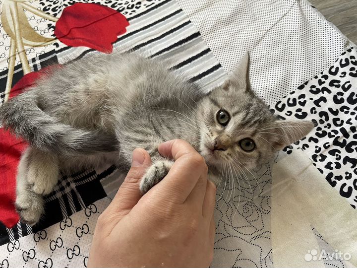 Шотланский прямоухий котенок серый