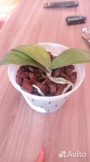 Орхидея фаленопсис Leopard Princess