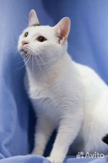 Бим ищет дом