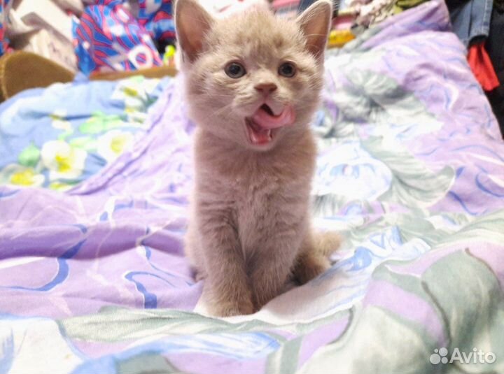 Чистокровные британские котята