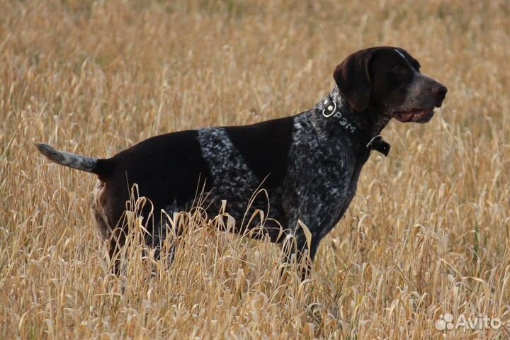 Курцхаар вязка