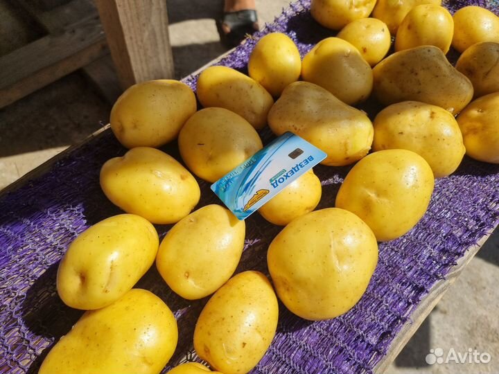 Картофель для мойки