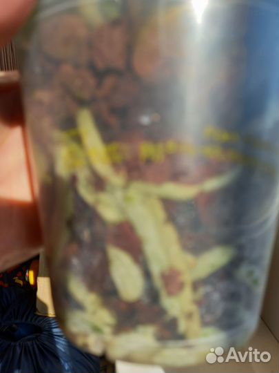 Орхидея фаленопсис