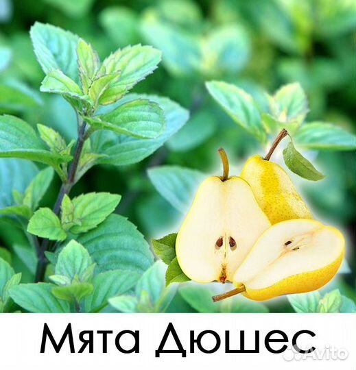 Мята с разными ароматами (43 сорта)