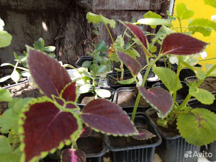 Цветы Колеусы и многое другое